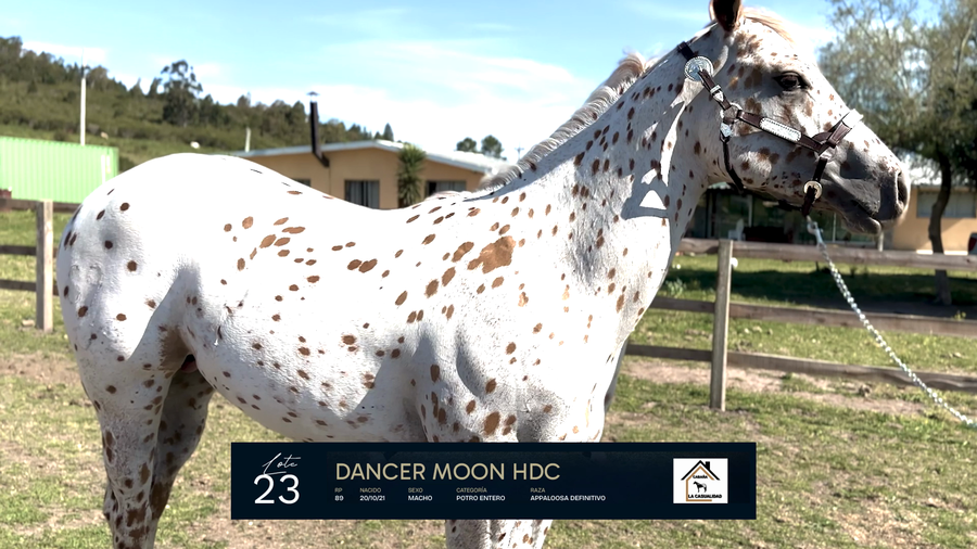 Lote DANCER MOON HDC