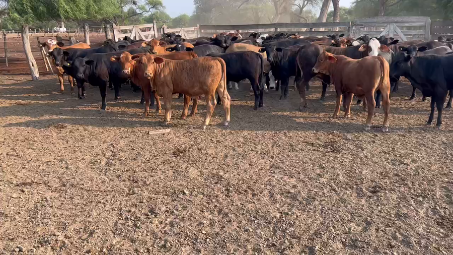 Lote 94 Terneros/as en Juan José Castelli, Chaco