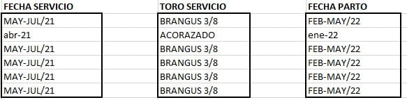 Lote VAQUILLONA PREÑADAS CORRAL 98