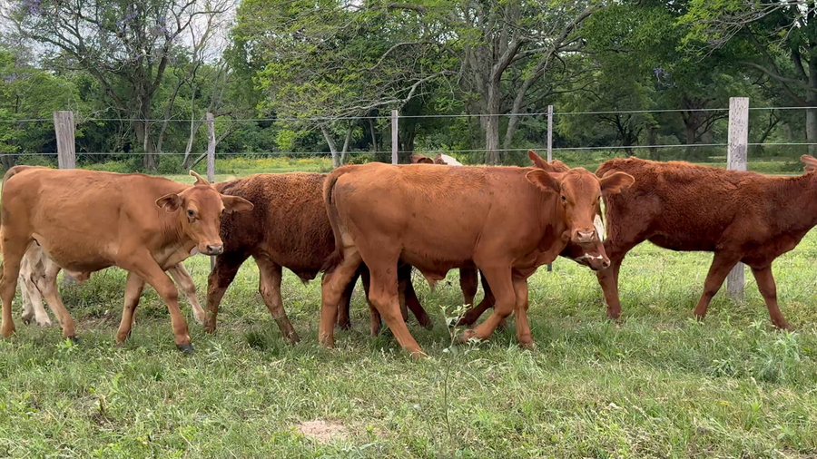 Lote 75 Terneros/as en Corrientes, Nueve de Julio