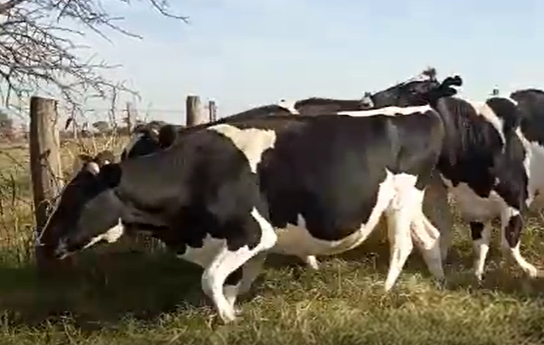 Lote 5 Vaquillonas en Pilar, Santa Fe