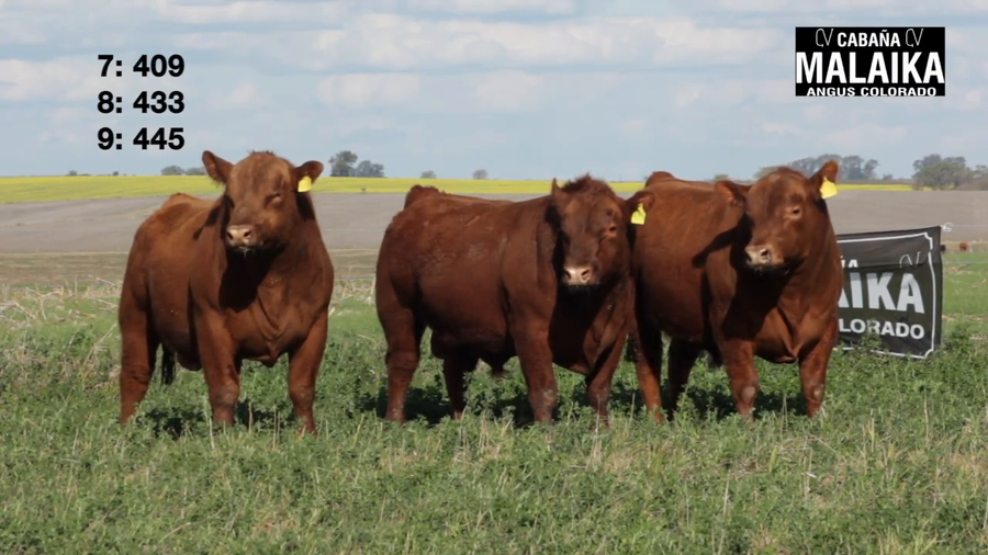 Lote "TORO PURO CONTROLADO ""CABAÑA MALAIKA"""