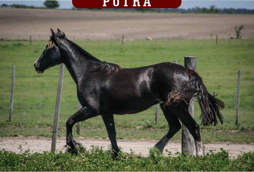 Lote YÚBELY MACANUDA