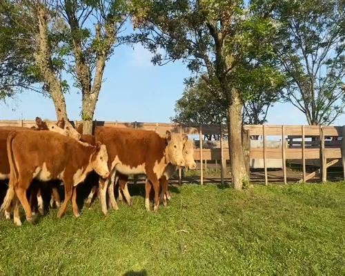 Lote 20 Vaquillonas 1 a 2 años