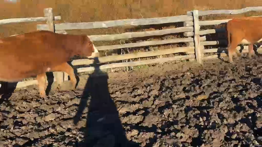 Lote 50 Vaquilla Engorda en XI Región Aysén, Coyhaique