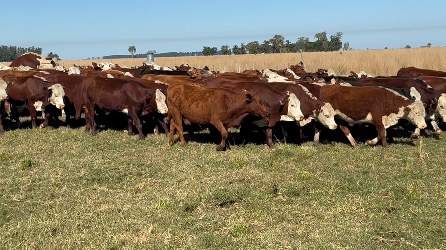Lote 130 Novillos en Corrientes, Goya