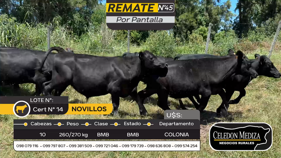 Lote 10 Novillos en Otra Localidad, Colonia