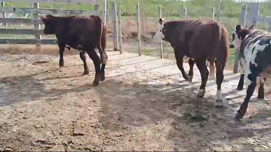 Lote 3 terneros cruzas