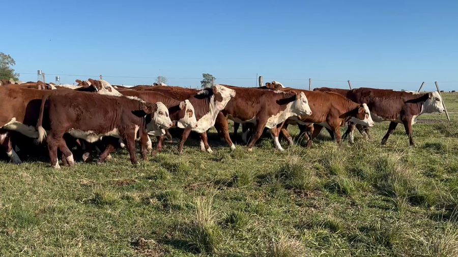 Lote 100 Terneras en Corrientes, Mercedes