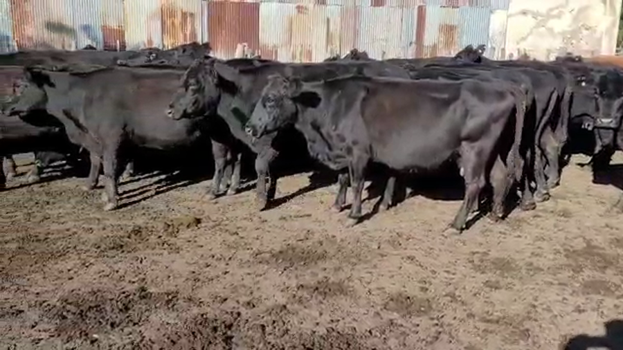 Lote 40 Vacas de invernar en Villaguay, Entre Ríos