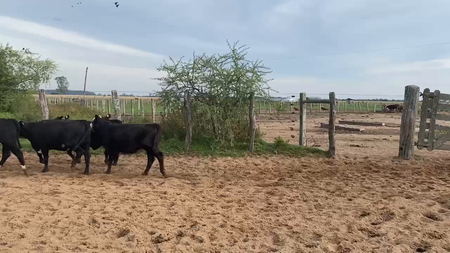 Lote 70 Terneras