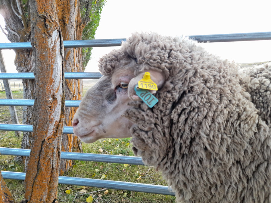 Lote Carnero TOP, 20-1190