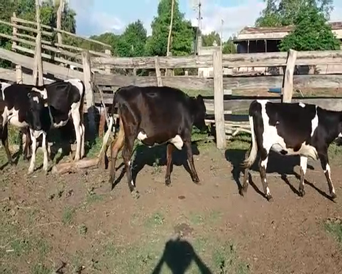 Lote (Vendido)4 Vaquillonas 1 a 2 años AA/ HO 240kg -  en COLONIA BELGRANO