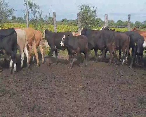 Lote 72 Novillitos en Quimilí, Santiago del Estero