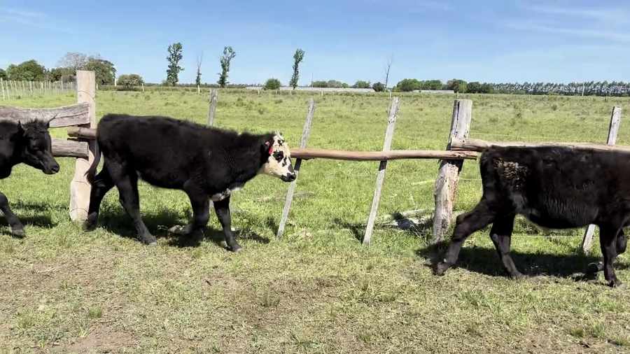 Lote NOVILLOS 1-2 AÑOS