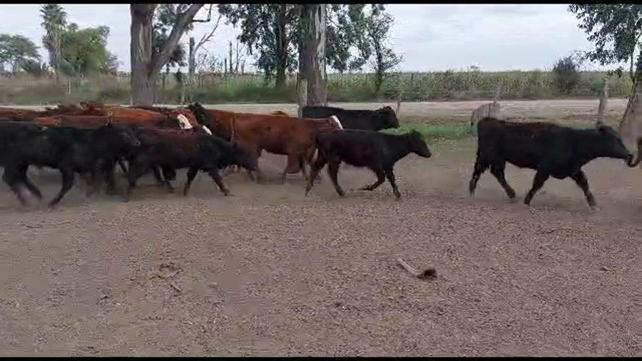 Lote 100 VAQUILLONAS BRANGUS COLORADAS, NEGRAS Y BRAFORD EN VILA, SANTA FE