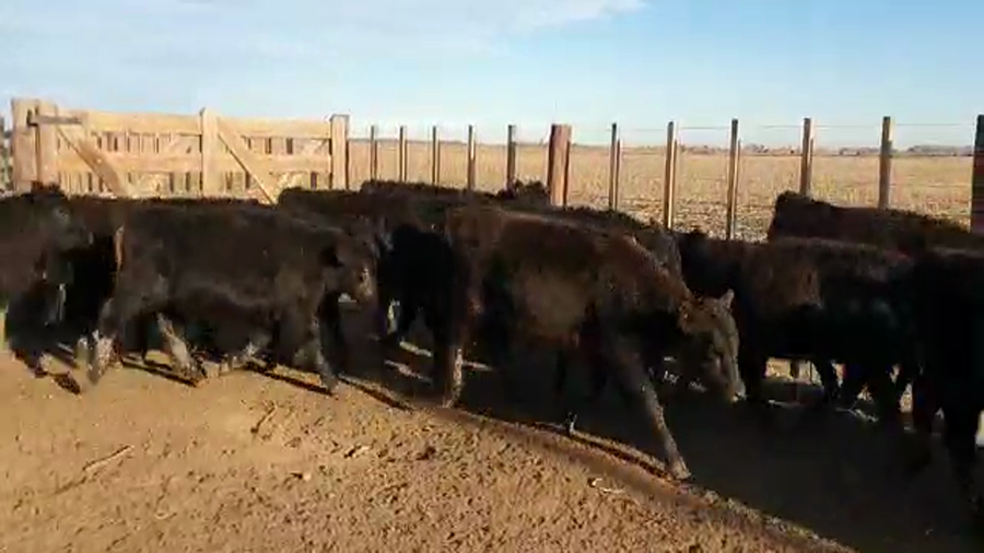 Lote 114 Terneras en Ayacucho, Buenos Aires