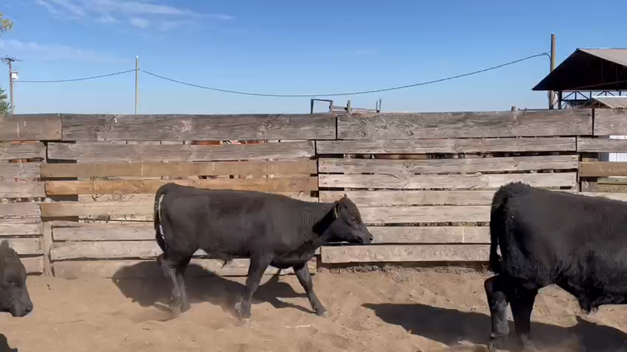 Lote 65 Ternero en Los Ángeles, VIII Región Biobío