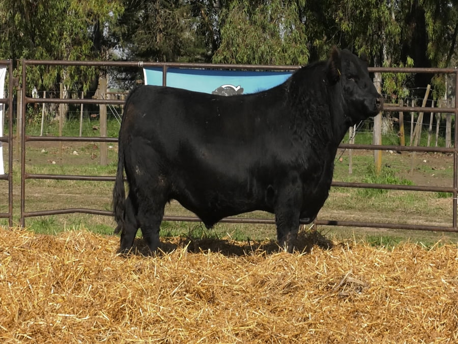 Lote TOROS ANGUS PP