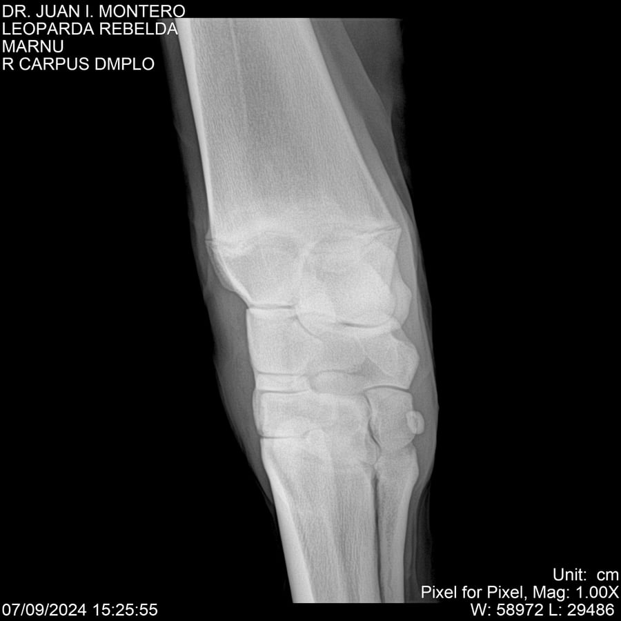 Lote LEOPARDA REBELDE