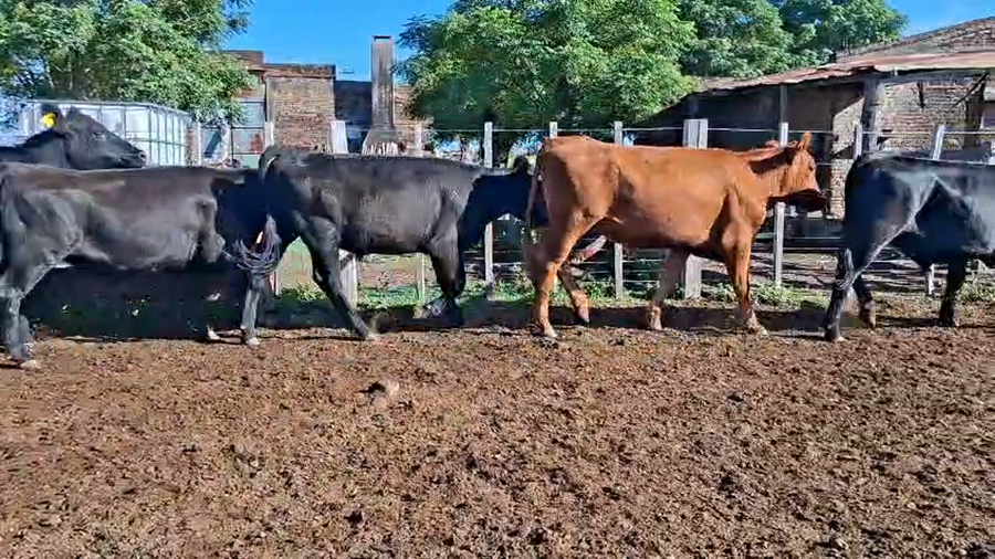Lote NOVILLOS
