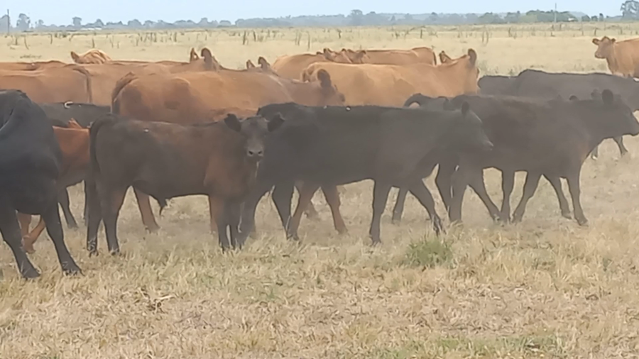 Lote 75 Terneros en Chivilcoy