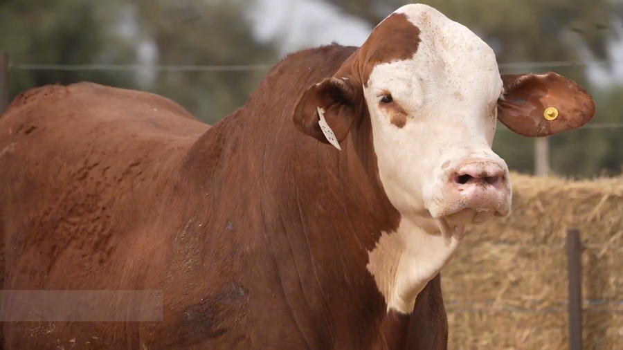 Lote Toros Braford