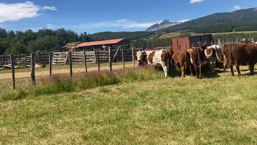 Lote 50 Novillo Engorda en Coyhaique, XI Región Aysén