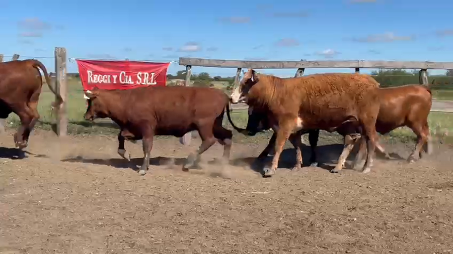 Lote 100 Vaquillonas en Entre Ríos, San Jaime