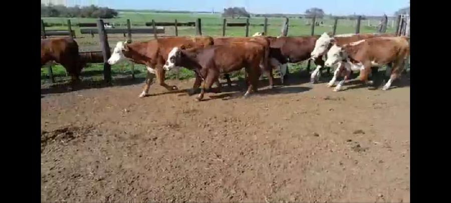 Lote 64 Novillitos en Entre Ríos, Villaguay