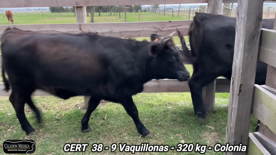 Lote 9 Vaquillonas 1 a 2 años en Tarariras, Colonia