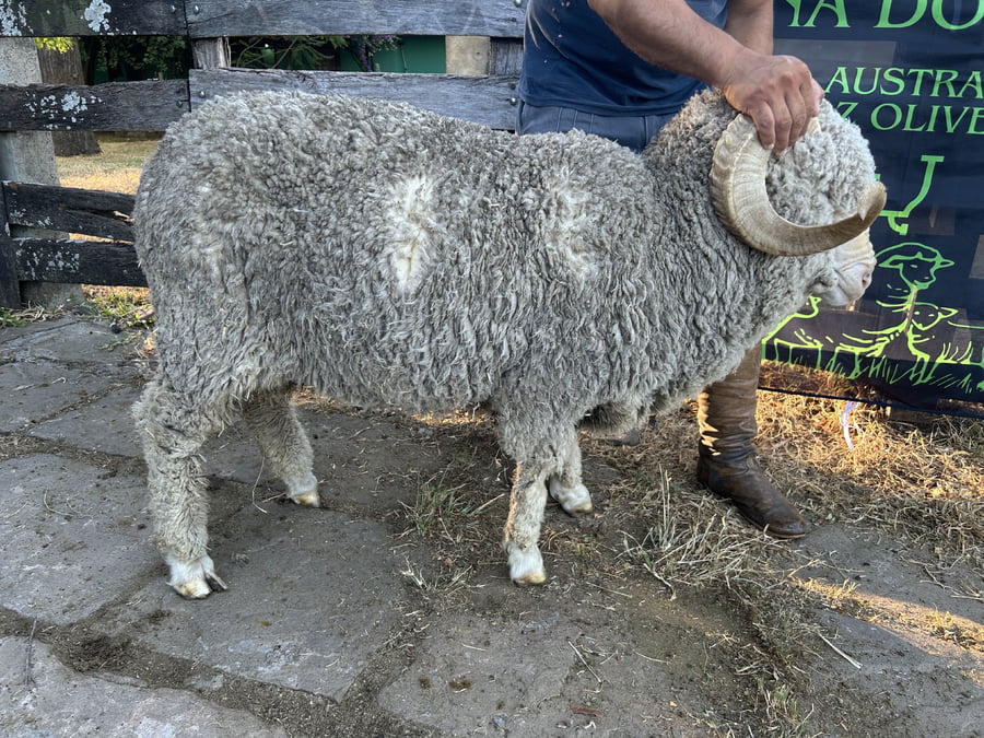 Lote Borrego 4/6D (MO: Si)