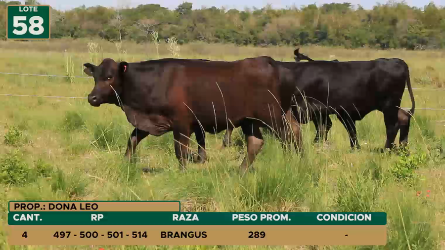 Lote HEMBRAS LOTE 58