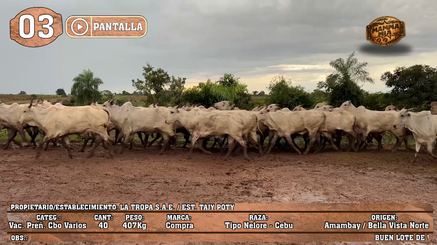 Lote LOTE 3 - POR PANTALLA