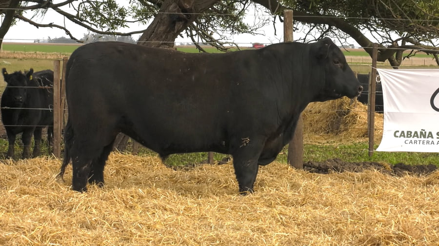 Lote Toros PC Negros
