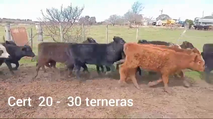 Lote TERNERAS