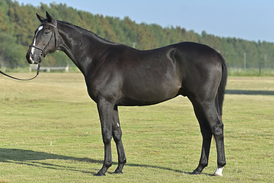 Lote DE CHAMBEAU (M) - PORTAL DEL ALTO x HINGIS