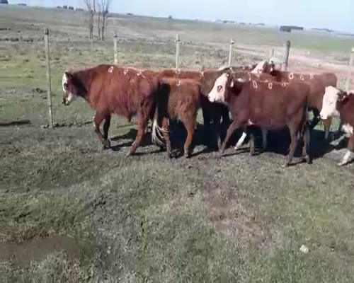 Lote 10 Terneros HEREFORD a remate en Pantalla Camy 130 - 140kg - , San José