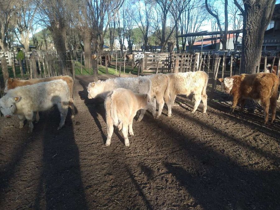 Lote 7 Terneros en Gral. Lamadrid, Buenos Aires