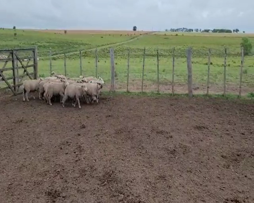 Lote (Vendido)15 Corderos TEXEL/ CARA MORA 20kg -  en COLONIA LARRAÑAGA