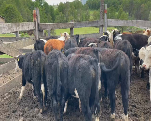 Lote 30 Novillo Engorda en Coyhaique, XI Región Aysén