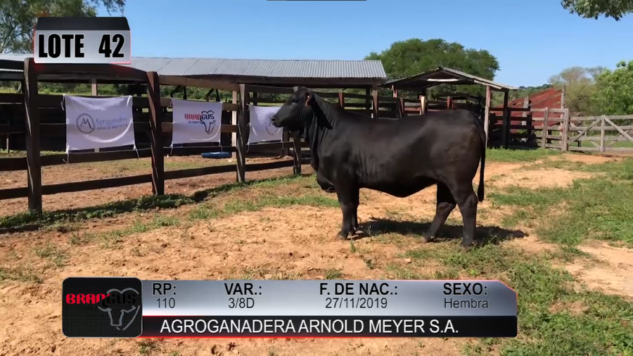 Lote Nacional de Otoño Brangus Campo - Lote 42