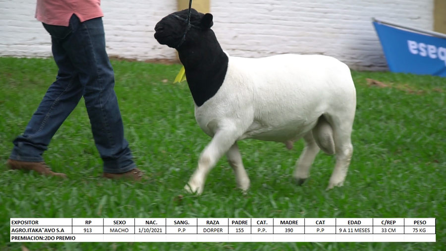 Lote Dorper Expo Internacional 2022 - Lote 30