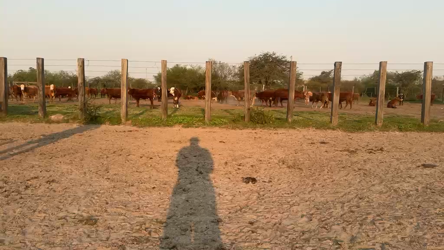 Lote 22 Terneras en Corrientes, Mercedes