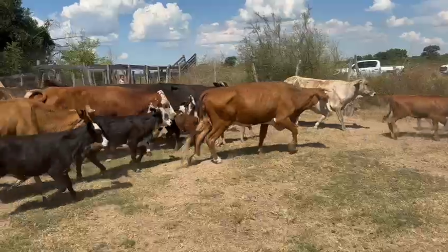 Lote 80 Vacas CUT con cría