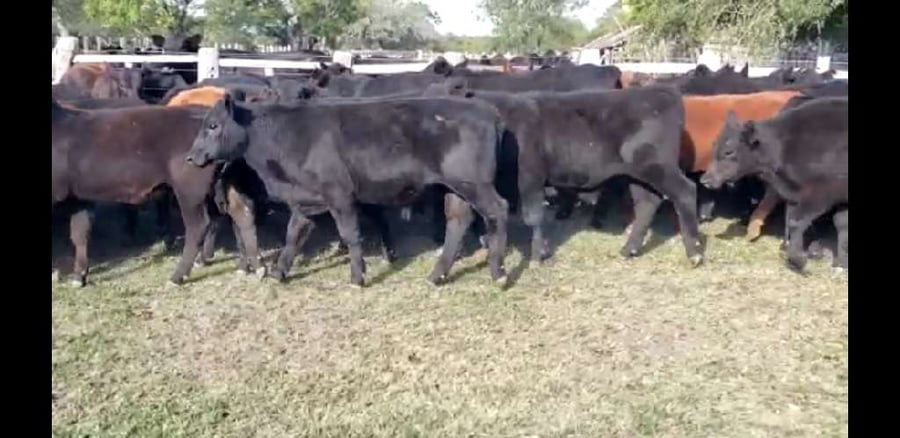 Lote 50 Terneros en Villaguay, Entre Ríos