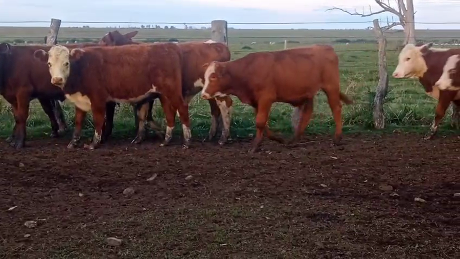 Lote 105 Terneros