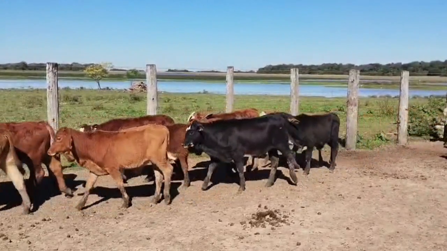 Lote 130 Terneros/as en Corrientes, Itati