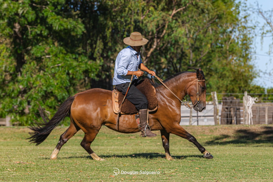 Lote LEONORA DE LA COLINA