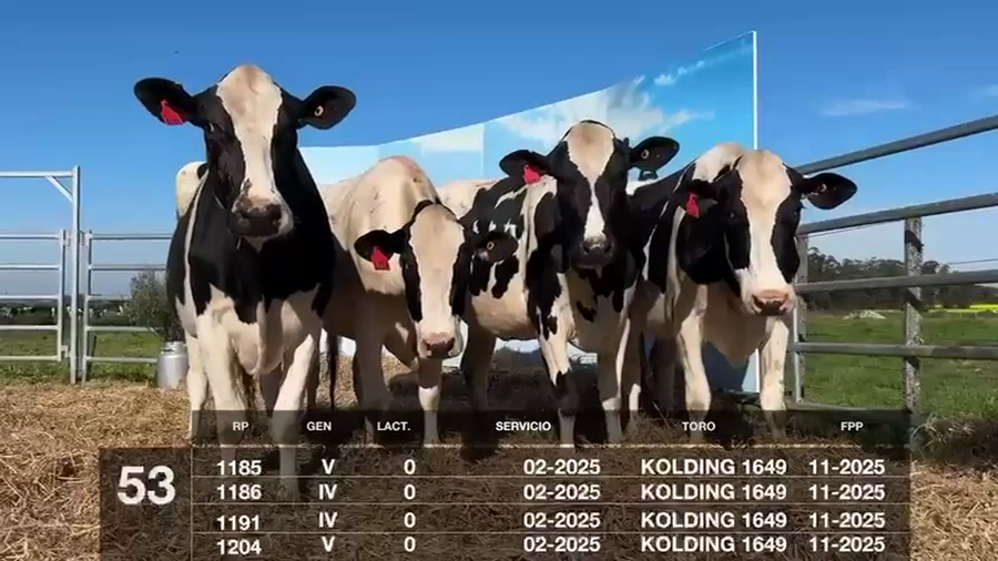 Lote VACAS Y VAQUILLONAS PRÓXIMAS